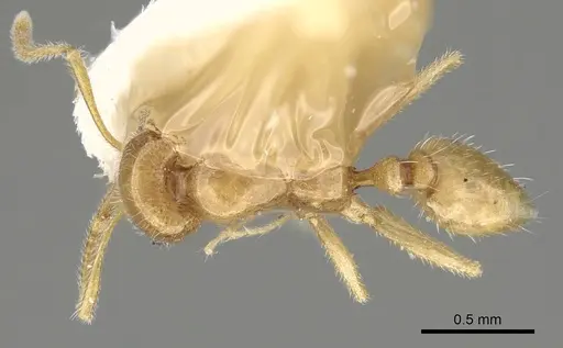 Monomorium nimihil specimen