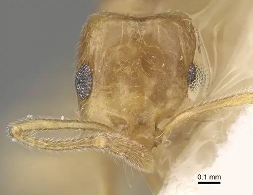 Monomorium nimihil specimen