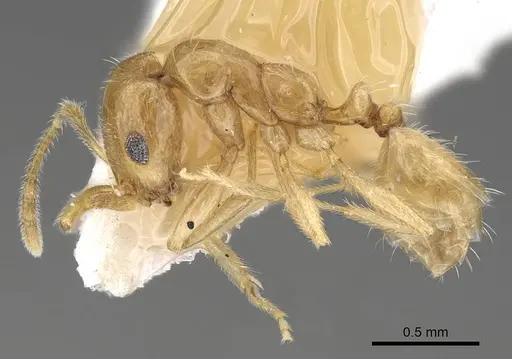 Monomorium nimihil specimen