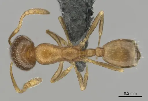 Monomorium nirvanum specimen