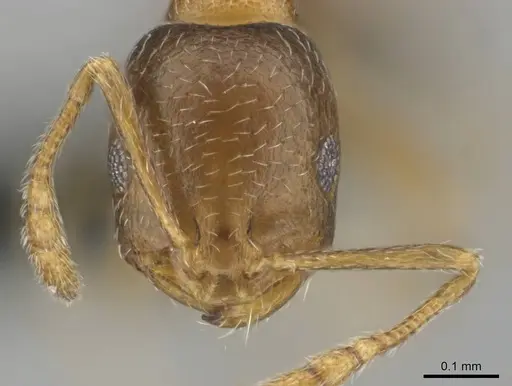 Monomorium nirvanum specimen