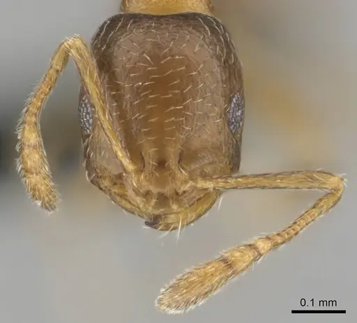 Monomorium nirvanum specimen