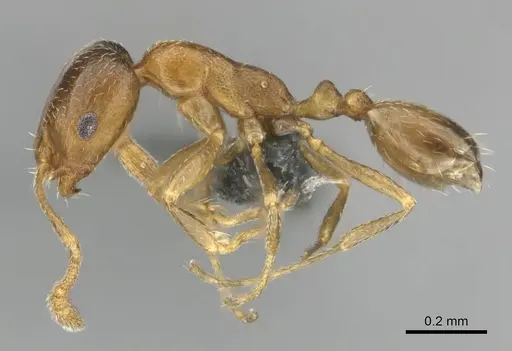 Monomorium nirvanum - CASENT0252797
