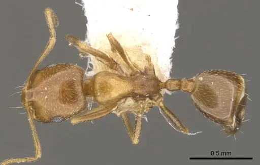Monomorium nirvanum - CASENT0902212