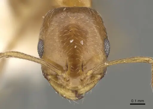 Monomorium nirvanum - CASENT0902212