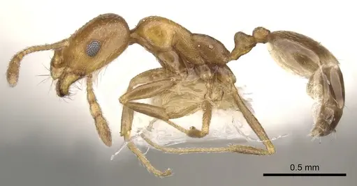 Monomorium nirvanum - CASENT0902212