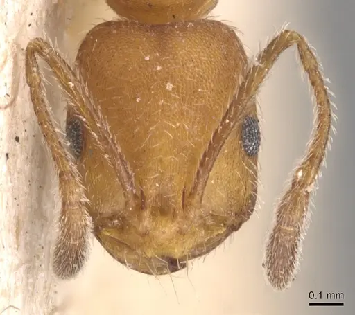 Monomorium nitidiventre specimen