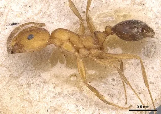 Monomorium nitidiventre specimen