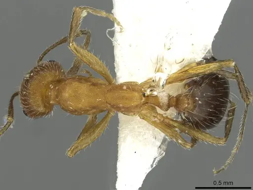 Monomorium nitidiventre - CASENT0913865