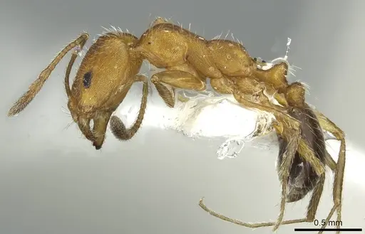 Monomorium nitidiventre - CASENT0913865