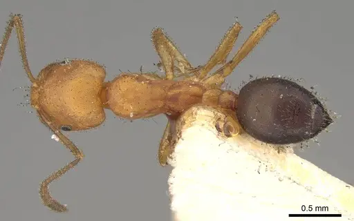 Monomorium nitidiventre - CASENT0914158