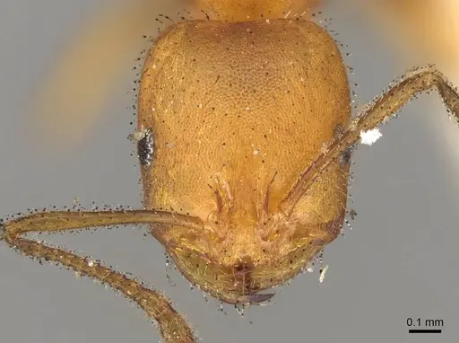 Monomorium nitidiventre - CASENT0914158