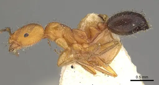 Monomorium nitidiventre - CASENT0914158