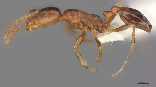 Monomorium notulum specimen