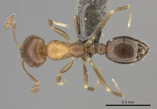 Monomorium notulum - CASENT0235925