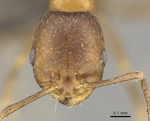 Monomorium notulum - CASENT0235925