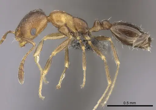Monomorium notulum - CASENT0235925