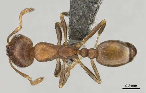 Monomorium notulum - CASENT0252650