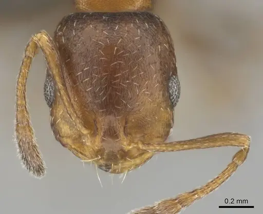 Monomorium notulum - CASENT0252650