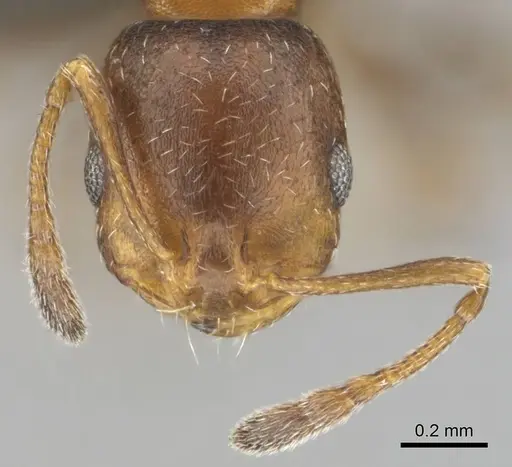 Monomorium notulum - CASENT0252650