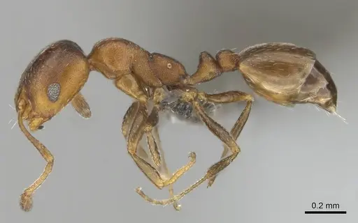 Monomorium notulum - CASENT0252650