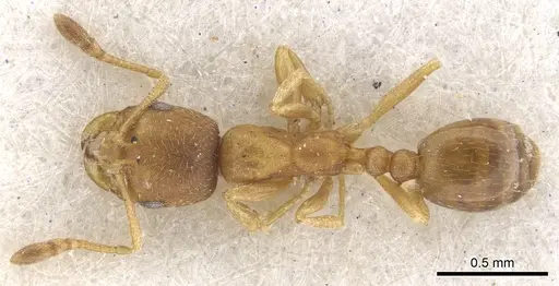 Monomorium notulum - CASENT0902184