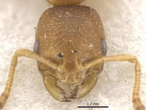 Monomorium notulum - CASENT0902184