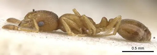 Monomorium notulum - CASENT0902184