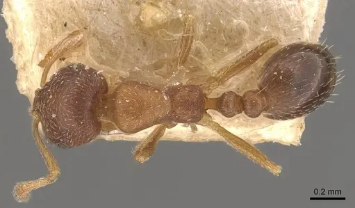 Monomorium notulum - CASENT0908720