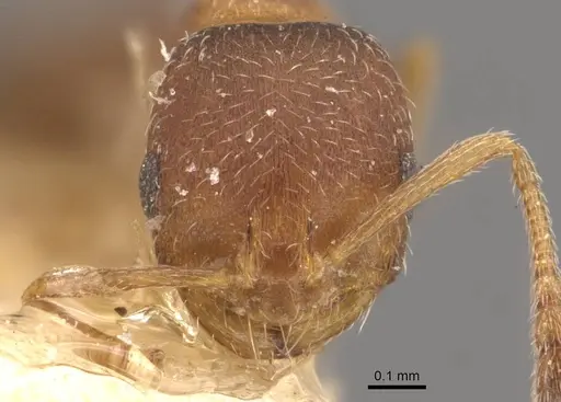 Monomorium notulum - CASENT0908720