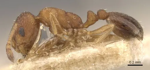 Monomorium notulum - CASENT0908720