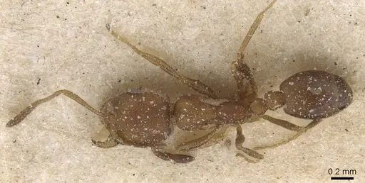 Monomorium notulum - CASENT0913821