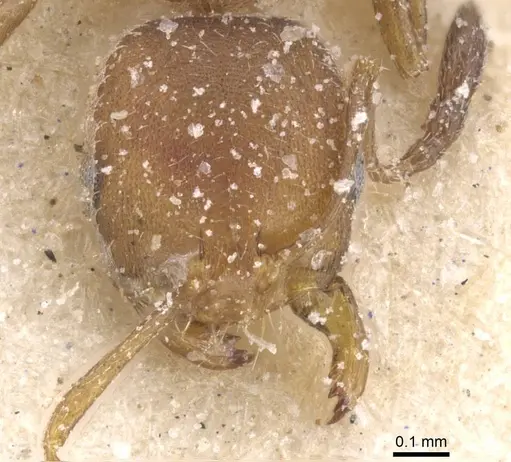 Monomorium notulum - CASENT0913821