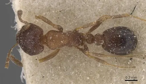 Monomorium notulum - CASENT0913822