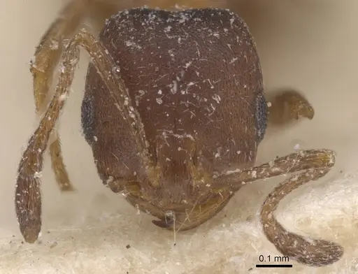 Monomorium notulum - CASENT0913822