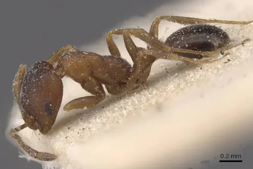 Monomorium notulum - CASENT0913822
