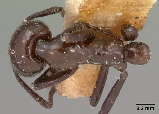 Monomorium noualhieri specimen