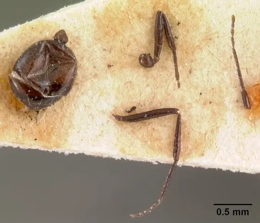 Monomorium noualhieri specimen
