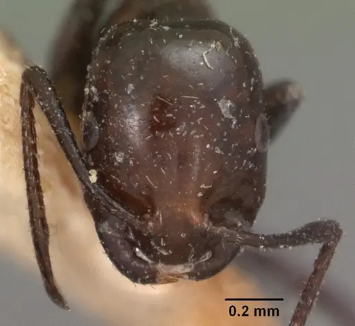 Monomorium noualhieri specimen