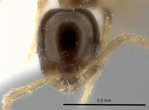 Monomorium noxitum specimen