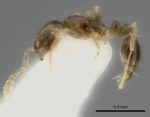 Monomorium noxitum specimen