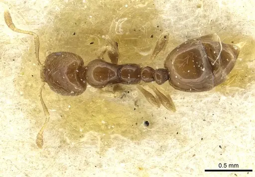 Monomorium occidentale specimen