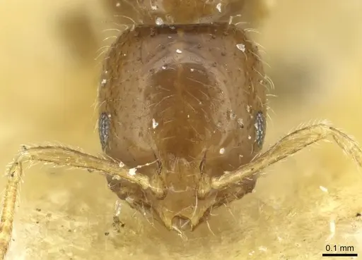 Monomorium occidentale specimen