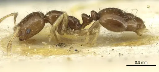 Monomorium occidentale specimen