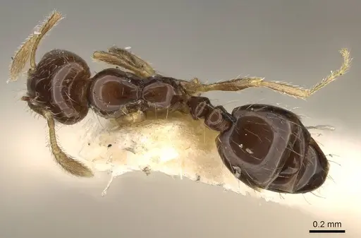 Monomorium occidentale - CASENT0914389