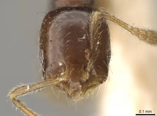 Monomorium occidentale - CASENT0914389