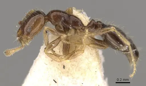 Monomorium occidentale - CASENT0914389