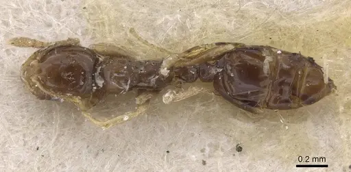 Monomorium occidentale - CASENT0915410