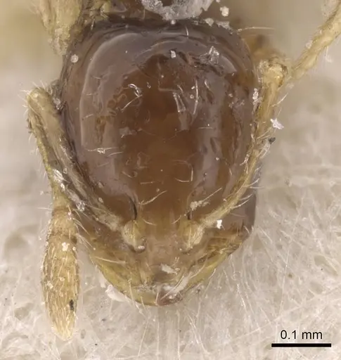 Monomorium occidentale - CASENT0915410
