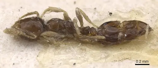 Monomorium occidentale - CASENT0915410